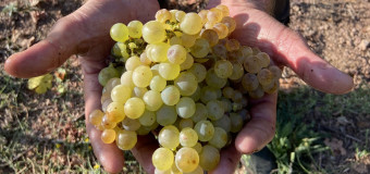 Vendanges 2024